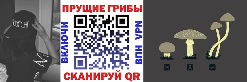 цены   Богданович  мега зеркало  Псилоцибиновые грибы Cubensis 